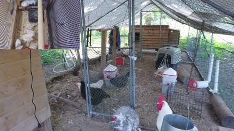 Chicken Live Stream