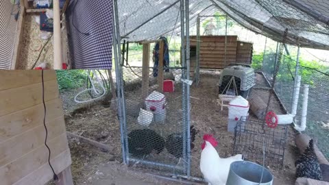 Chicken Live Stream