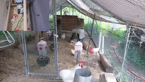 Chicken Live Stream
