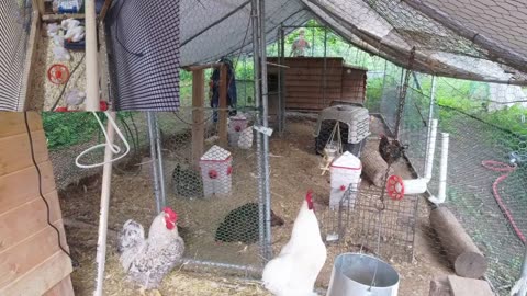 Chicken Live Stream