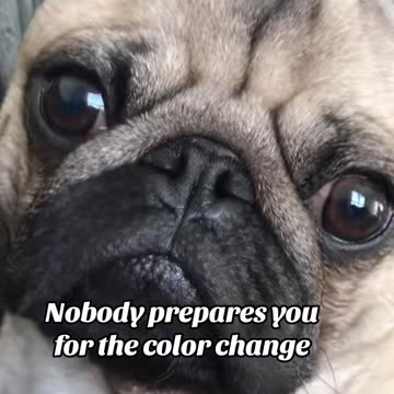No one prepares you for your pug aging