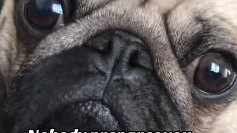 No one prepares you for your pug aging