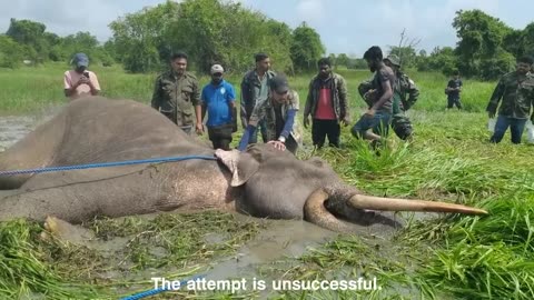 Operation to lift a fallen tusker