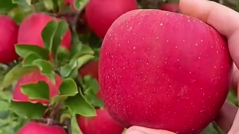 Crispy and sweet apples, for your enjoyment