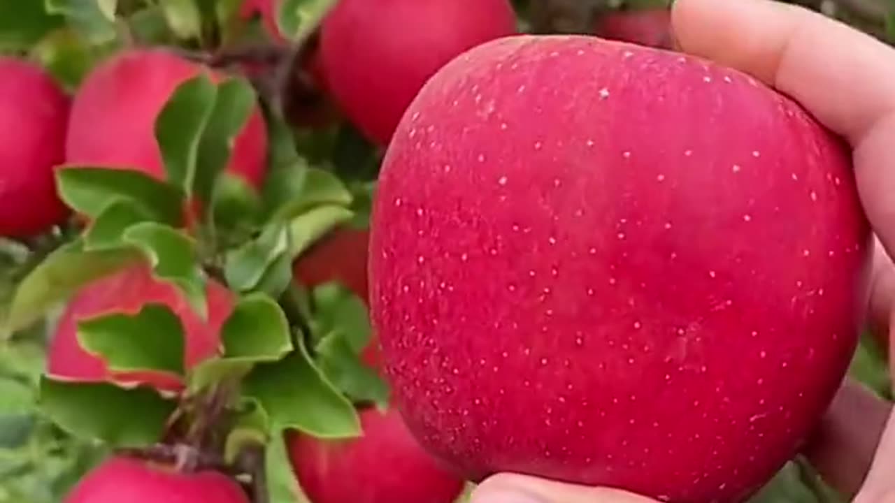 Crispy and sweet apples, for your enjoyment