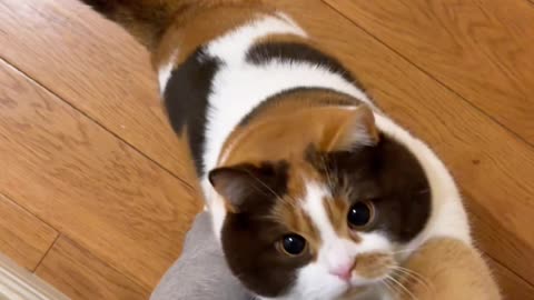 "Hilarious Cat Fails & Funny Moments | Cute Kitten Compilation 2025"