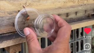 🤯🐝 You Won't Believe This Hornet Catch Fail! | FunFM