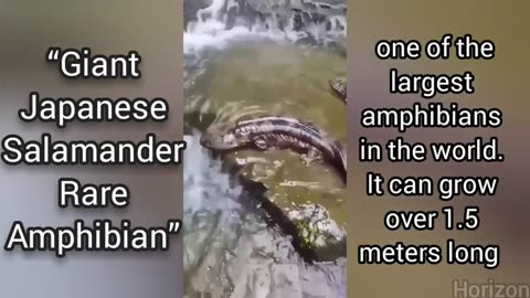 “Giant Japanese Salamander – Rare Amphibian”