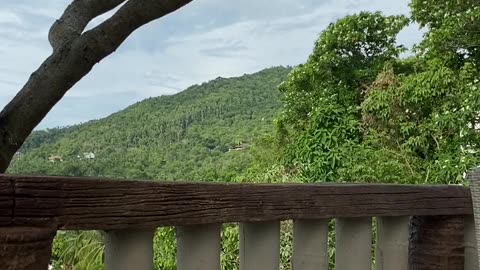 Nature and Animals