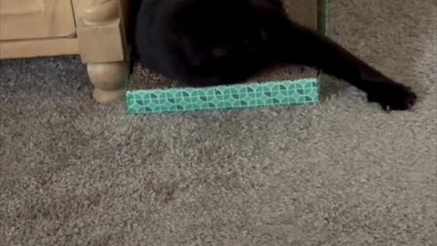 Precious Piper Demonstrates Her New Tuffet Exercise - Adopting a Cat from a Shelter Vlog #shorts