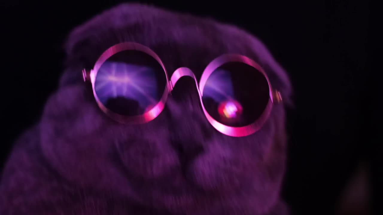 Cute gray cat with dark glasses dancing