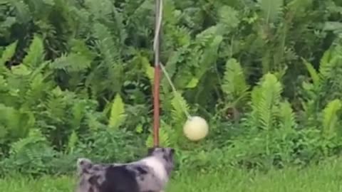 🐶🏸 This Dog's Tetherball Skills are Tail-Wagging Good! | FunFM