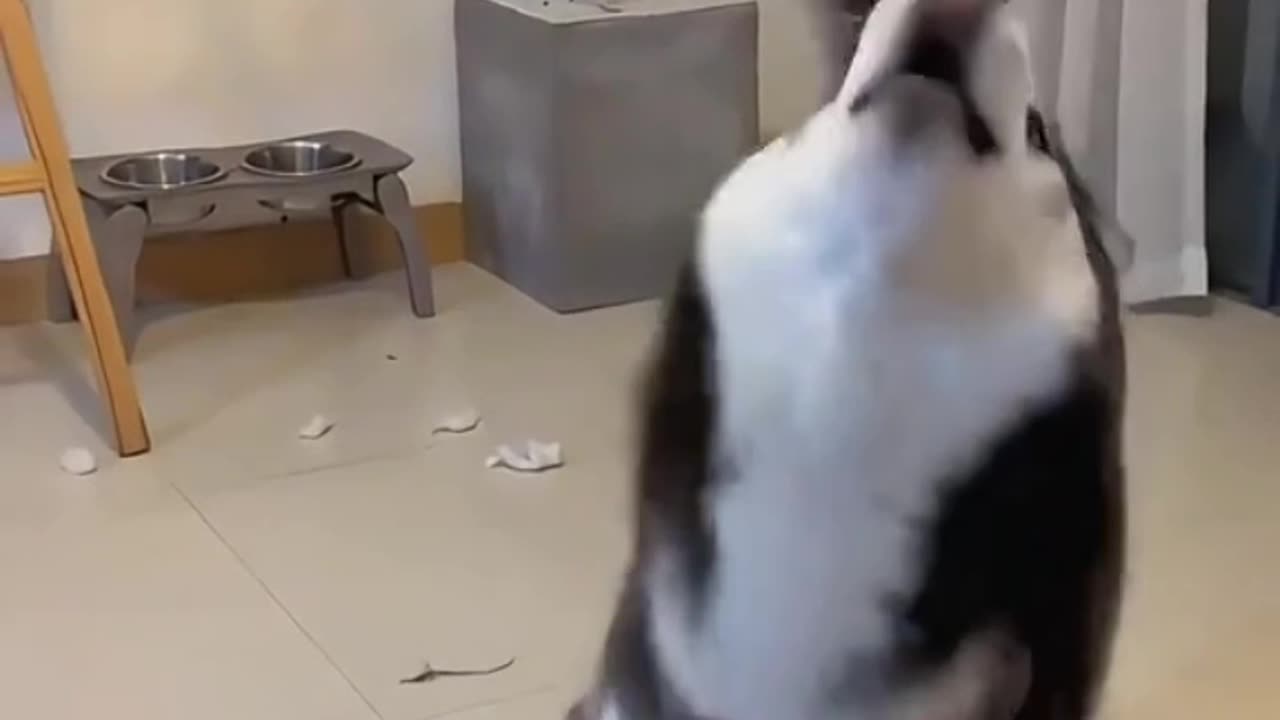 Husky Dogs be like