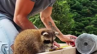 This homeless raccoon was rescued and adopted by kind people