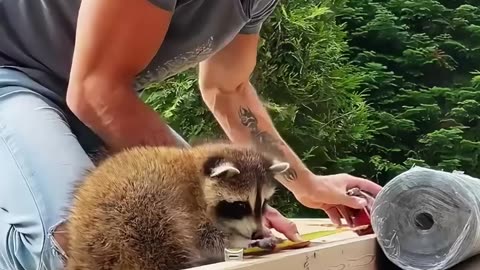 This homeless raccoon was rescued and adopted by kind people