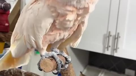 this parrot’s laugh is priceless! 😂 hahaha!