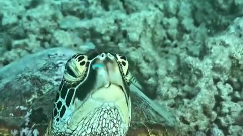 When sea turtles sleep...🐢😴