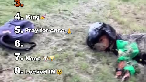 funny animals