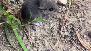 😂🐭 Jerry Mouse's New Love is Too Cute! | FunFM