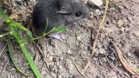 😂🐭 Jerry Mouse's New Love is Too Cute! | FunFM