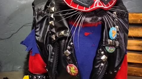 😂🐱 You Won't Believe This Spider-Cat Combo! Spider-Nyan | FunFM