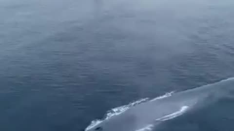 The majestic blue whale