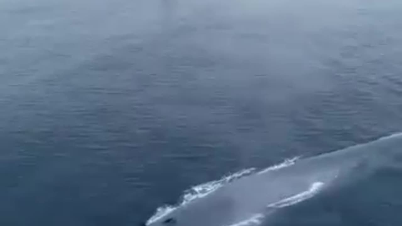 The majestic blue whale