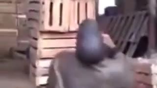 😂💥 Guy Thinks He's Invincible, But Regrets It BIG Time! | FunFM
