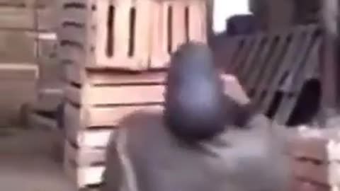 😂💥 Guy Thinks He's Invincible, But Regrets It BIG Time! | FunFM