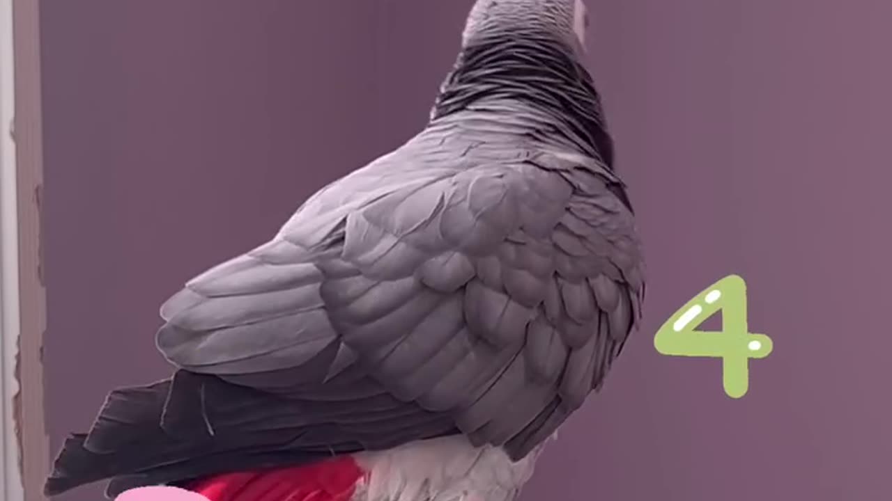 parrot counts from 1 to 5 but just listen how! 🦜😂