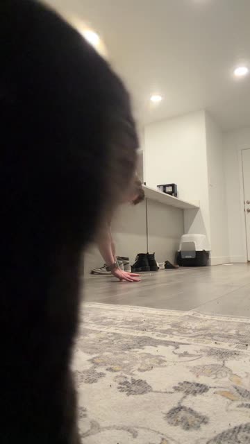 Cat Thinks He's in Trouble