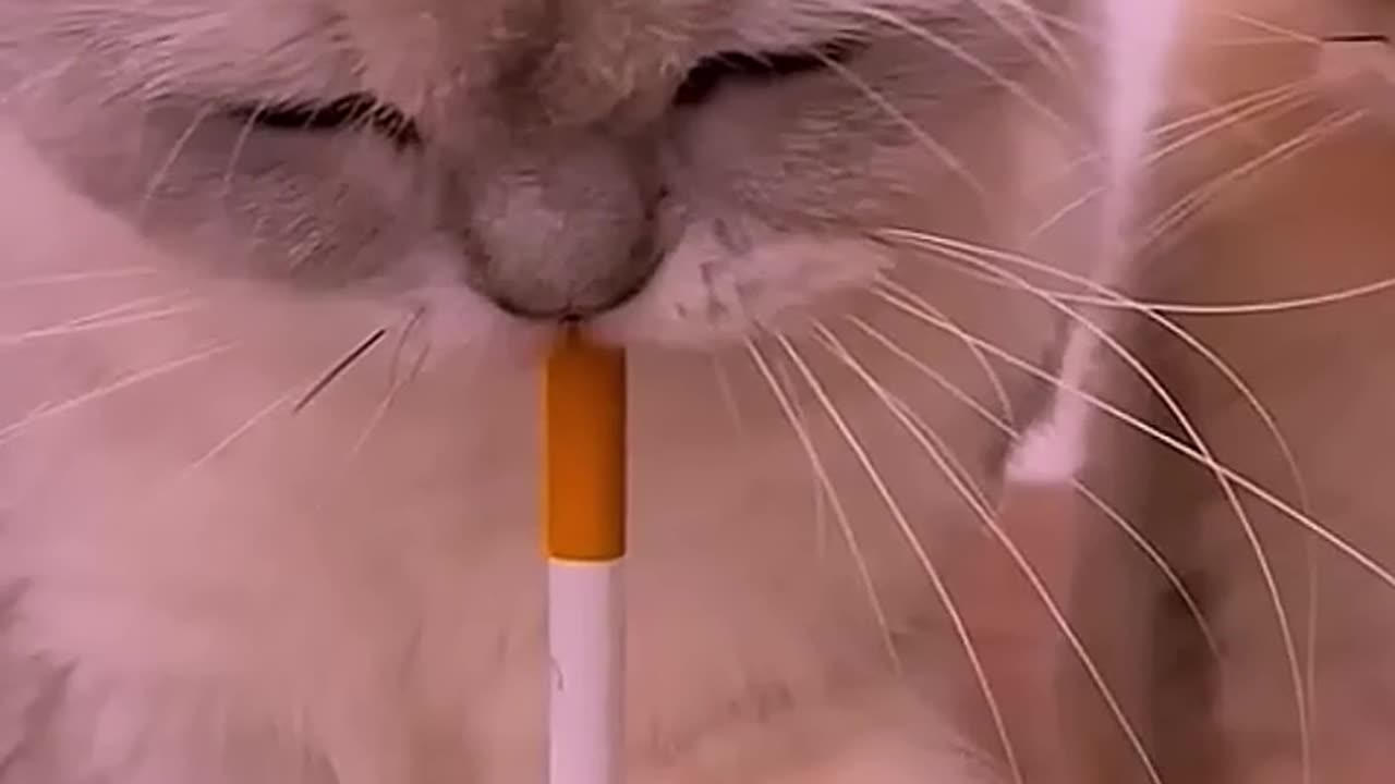 #cat