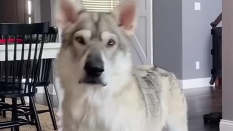 Top 10 Dog Breeds That Look Like Wolves! 🐺🐶🔥 #WolfDogs #DogLover #AmazingPets