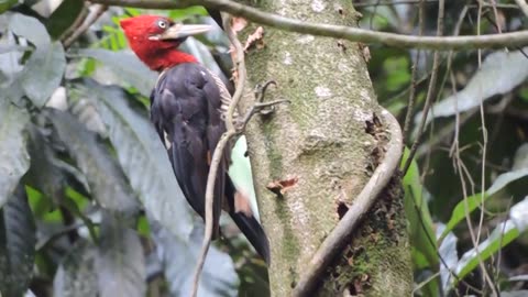 Robust Woodpecker foraging in Brazil’s forests!!