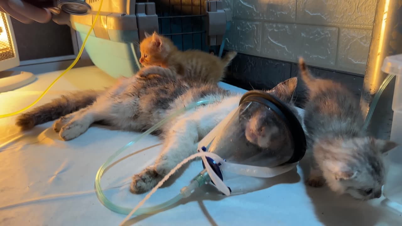 Dramatic Rescue: Miracle Happens to Dying Mother Cat and Her Adorable Kittens.