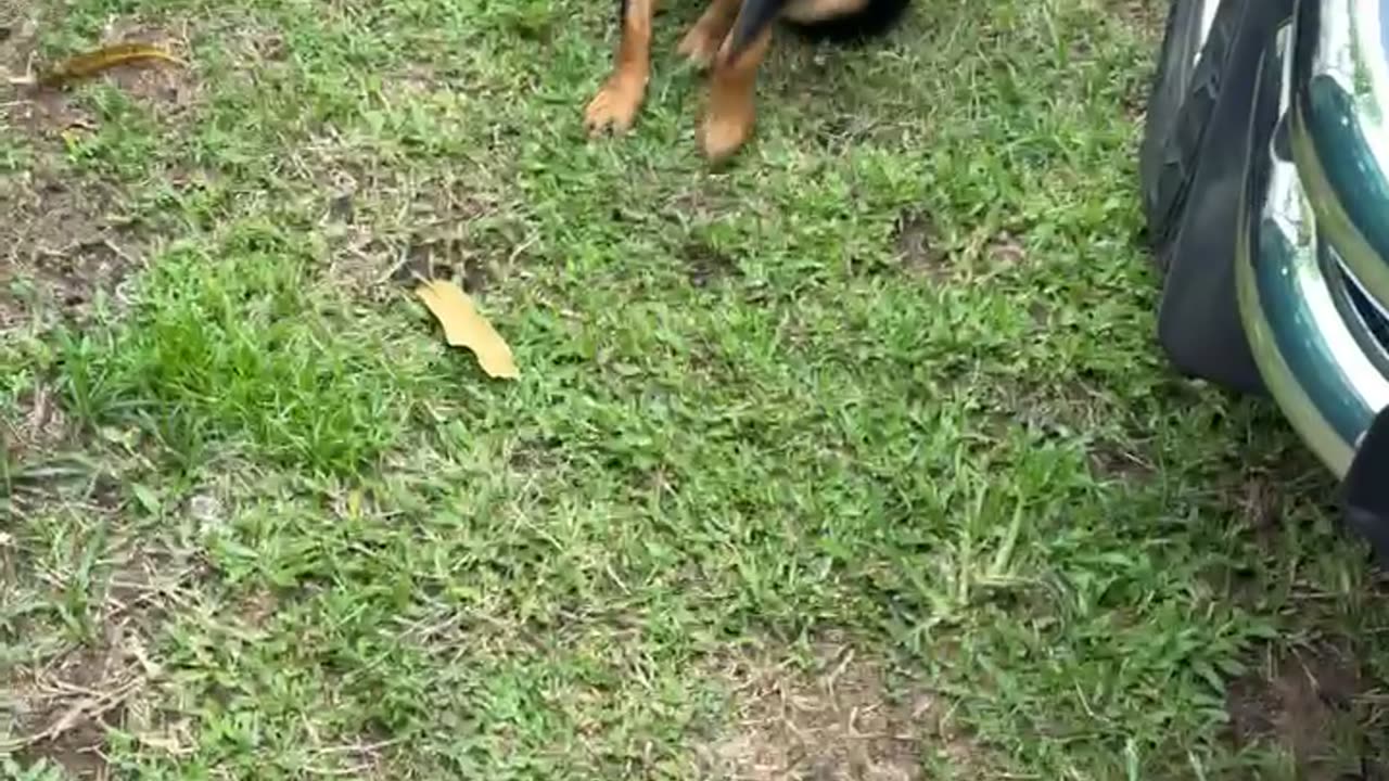 Dog Scolded For Digging Hole In Ground
