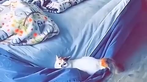 Dog core