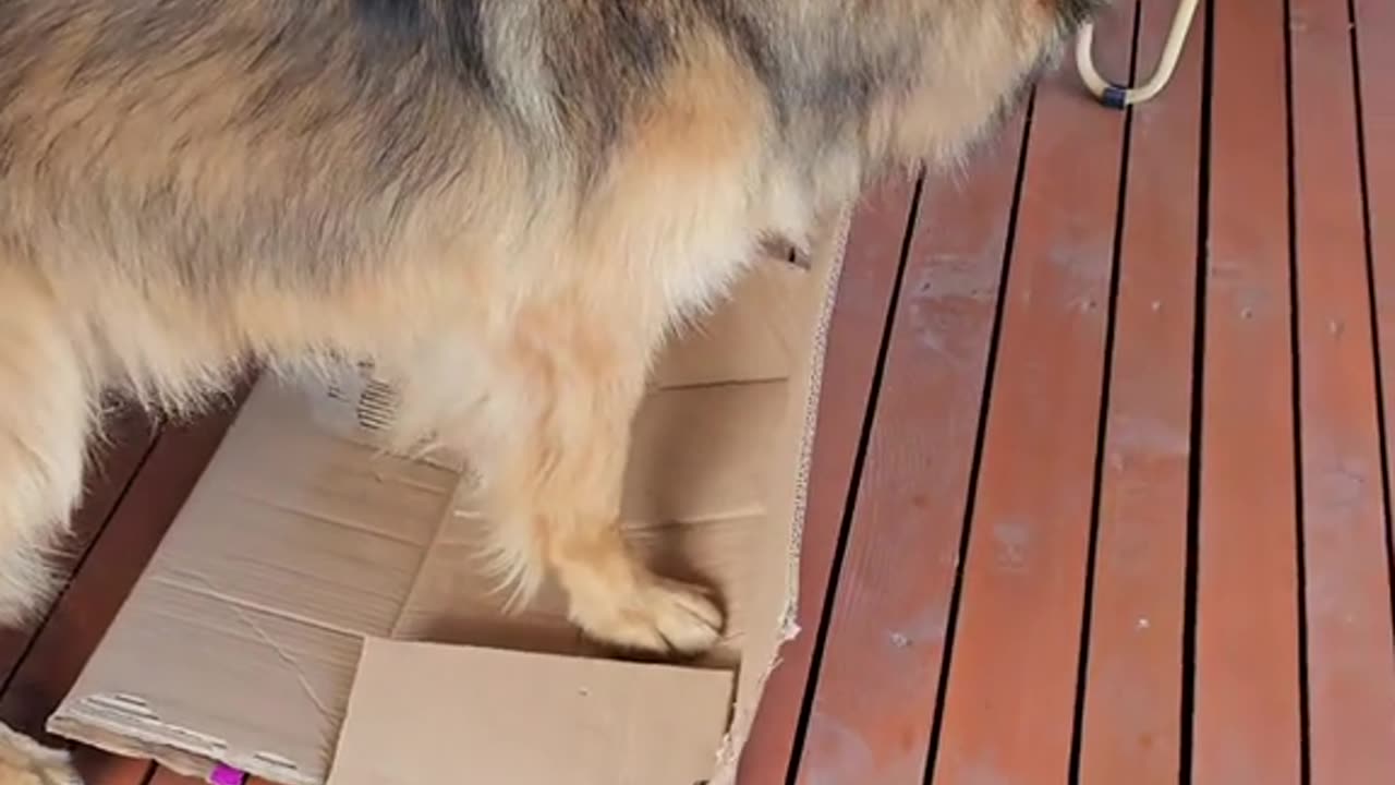 German shepherd cat
