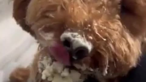 Oh my Dog!