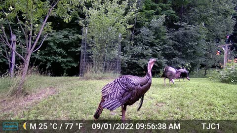 Turkey Flapping His Wings