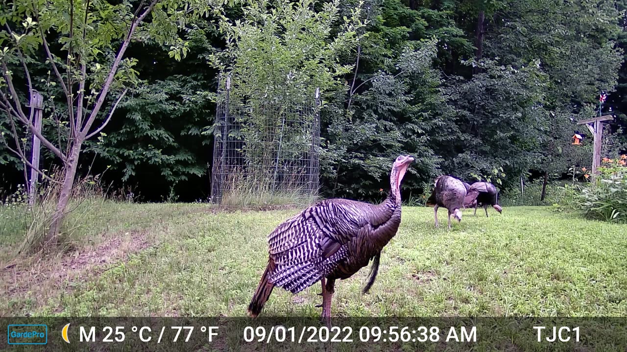 Turkey Flapping His Wings