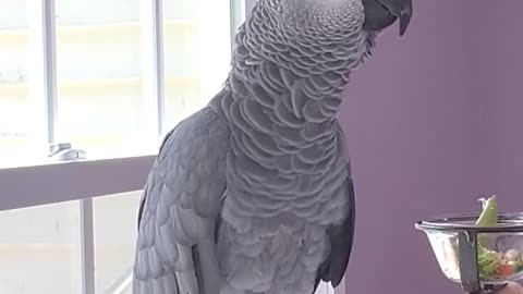 parrot says alexa fart and it’s hilarious 😂