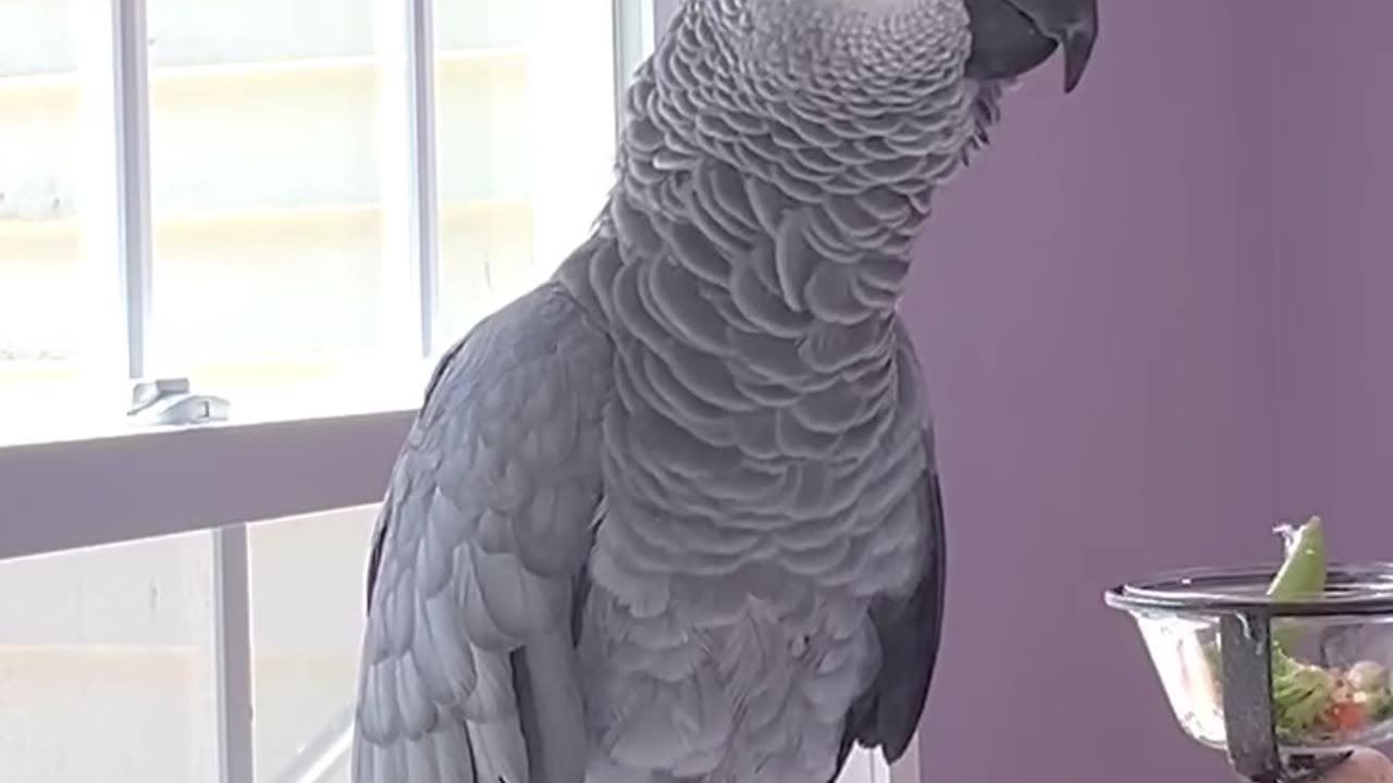 parrot says alexa fart and itโs hilarious ๐