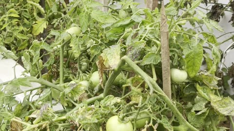 Tomatoes on my terrace garden