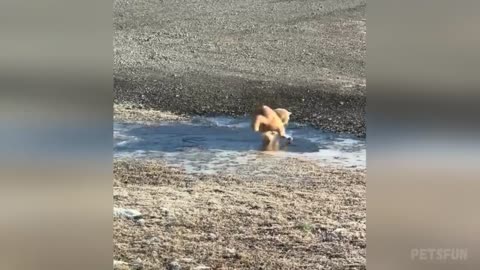You Laugh You Lose 😹 Funniest Cats and Dogs 2025🤣