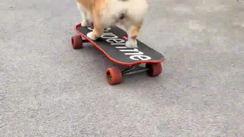A dog that can play skateboarding