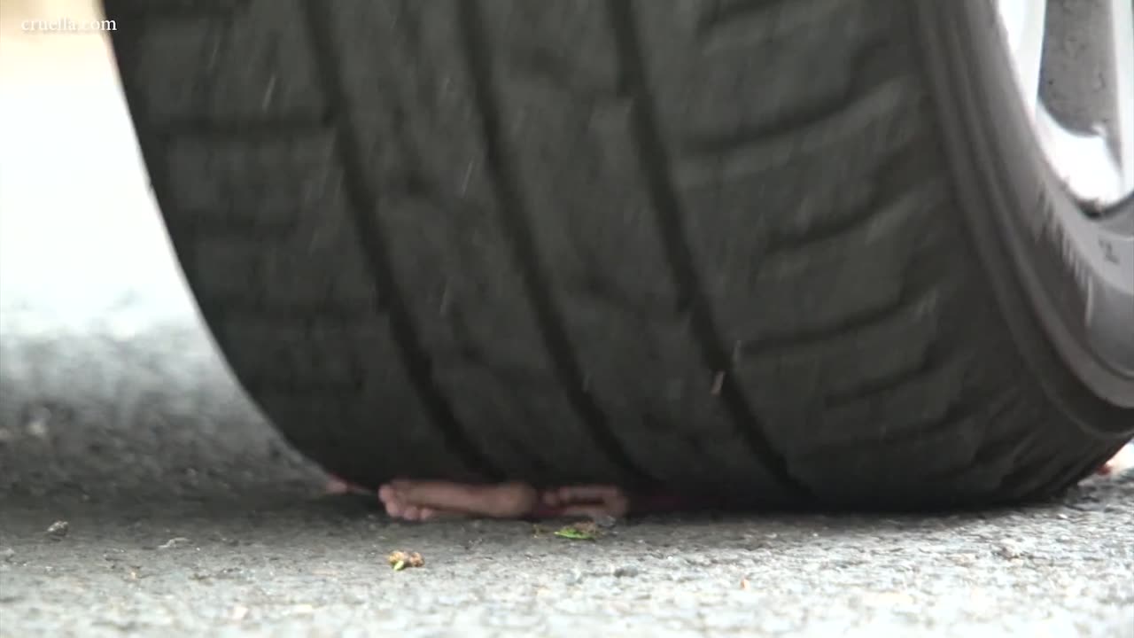 More Crushed Under Tires