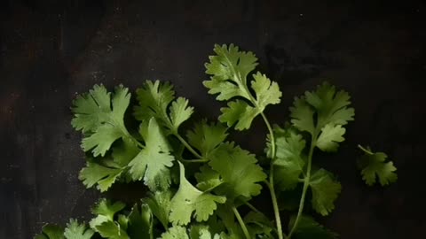 Food of the Day - Cilantro
