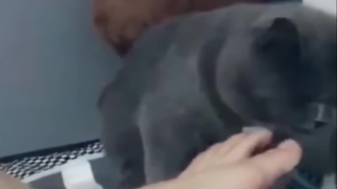 Dog in a Litter Box?! Kitten Chaos Unleashed! (Hilarious!)
