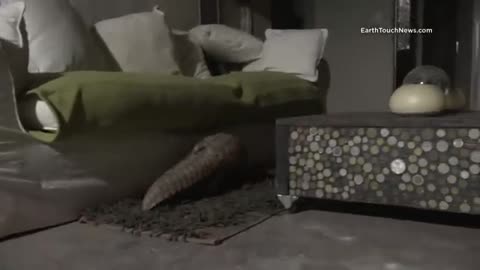 Pangolin does its T. rex walk, climbs on couch, has a snooze